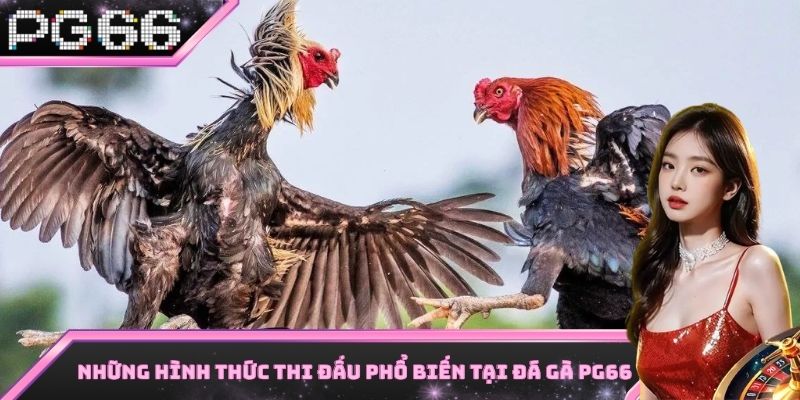 Những hình thức thi đấu cực kỳ nổi bật có tại sảnh đá gà PG66