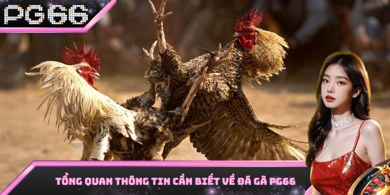 Tổng quan một vài thông tin cần nắm vững về sảnh đá gà PG66