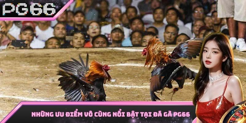 Một số điểm vô cùng nổi bật mà đá gà PG66 mang lại